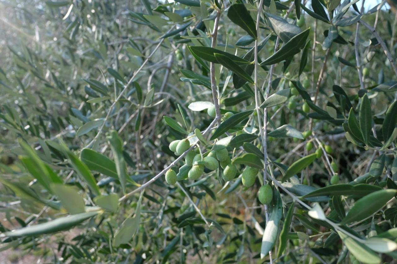 Casale Amerina Camerata  Bagian luar foto